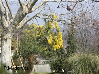 Mimosa