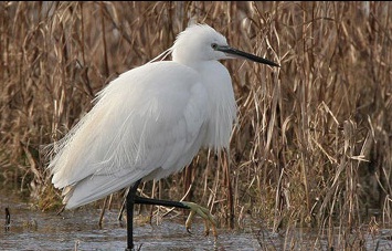 Kleine Zilverreiger