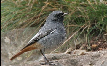 Zw Roodstaart