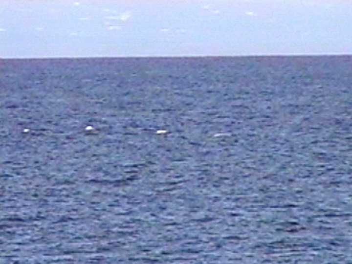 2005- 53 - Orka's voor de kust bij Jakobselv