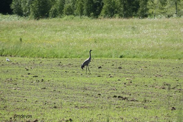 Kraanvogel