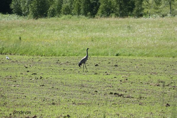 Kraanvogel