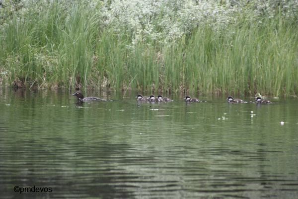 Brilduiker met jongen